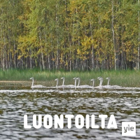 Severijärven nuoria joutsenia