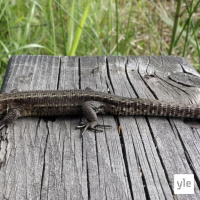 Sisilisko ja sen hurja häntä