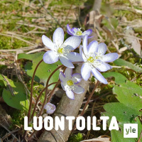 Valkoiset sinivuokot