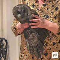 Lehtopöllö tarkasti hormin