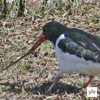 Miten mato taistelee vastaan?