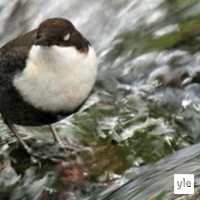 Luontoilta: Koskikaran silmäluomet