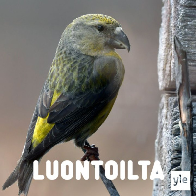 Luontoilta