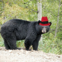 Why did we let the wild black bear go back to Michigan? Cmon, Visit Indy!