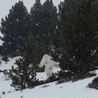 El yeti de Formigal