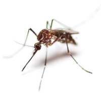 Los mosquitos: mito y realidad