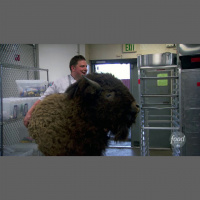 15.08 – Greenery is the Color of the Year