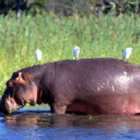 Hippo Music