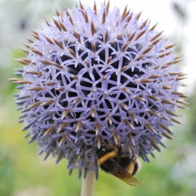 Wee Ginger Dug Audioblogs