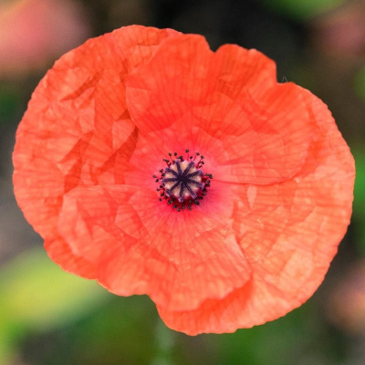 Wee Ginger Dug Audioblogs