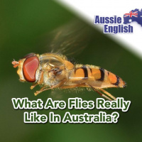 What Are Flies Really Like In Australia?