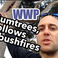 WWP: Gum trees, Hollows  Bushfires