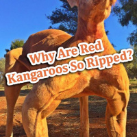 Ask Pete Anything: Why Are Red Kangaroos So Ripped?