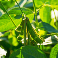 Agri Commodities Monthly August 2017: Uphill Struggles Ahead