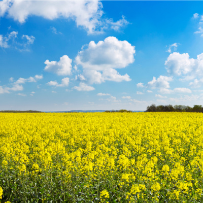 Raboresearch Agri Commodities