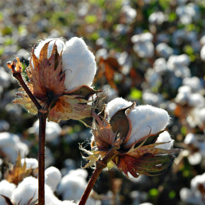 Raboresearch Agri Commodities