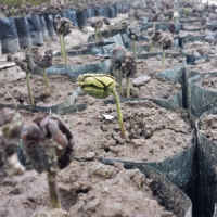 S1E01 Stone Ground Bean to Bar Chocolate with ChocoVivo