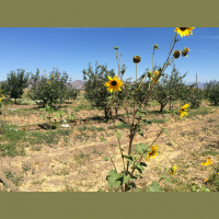 S1E02 Alex Weiser from Weiser Family Farms, Tehachapi, California