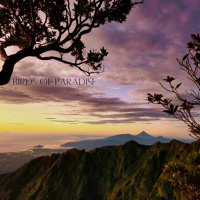 BIRDS OF PARADISE REMIX