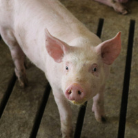 My Hog Is My Business