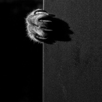 #361 - Alfahanne, Chainsaw Holiday, Hard Pass, Khnvm  Rite