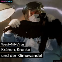 West-Nil-Virus | Krähen, Kranke und der Klimawandel