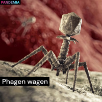 Phagen wagen