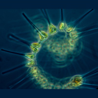 Shorts: The Allee Effect