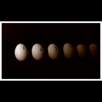 Shorts: A Chick’s Guide to the Number Line