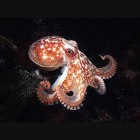 Shorts: Tangled in Tentacles