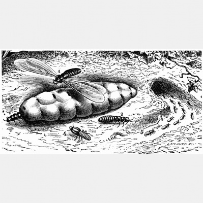 Goggles Optional Shorts