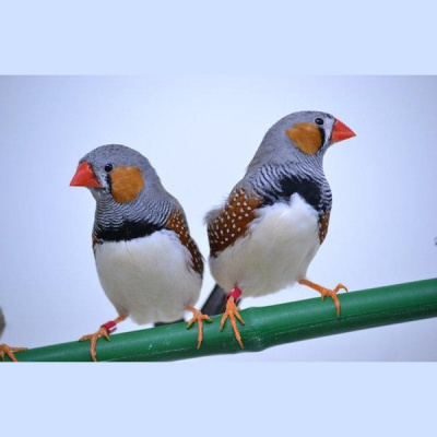 Goggles Optional Shorts