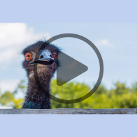 Ep. 189 Raising Emus for Profit