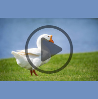 How to Raise Geese with Dave Holderread