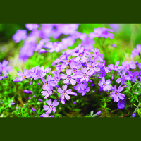 Audio Article: Decoding Growing Zones