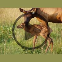 Ep. 190 What to Know about Elk Farming