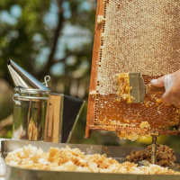 Bees: Harvest Your Honey