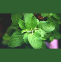 Ep. 112 Herbal Health