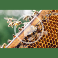 Best Beekeeping Practices