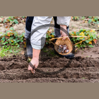 Plans for Growing Vegetables for Beginners