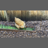 Audio Article: City Chickens