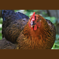 Ep. 162 Poultry Profits: Offsetting the Cost of Raising Chickens