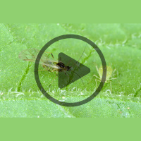 Audio Article: Outrunning a Bug Apocalypse