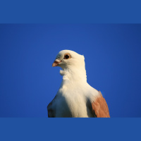 Do Pigeons Make Good Pets? An Interview with the National Pigeon Association