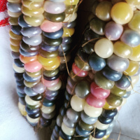 Audio Article: Indigenous Corn Cultivars
