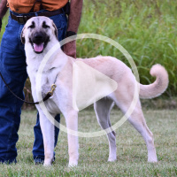 Dogs Guarding Livestock