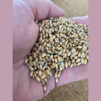Audio Article: Rustic ‘Red Fife’ Wheat