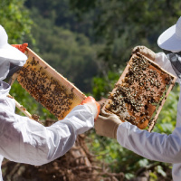 Bees: Beeginning With Bees