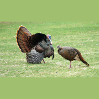 Ep. 72 Talking Turkey