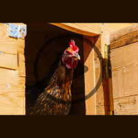 Chicken Coop Essentials and Design Ideas